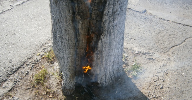 Новость - События - В центре Полтавы загорелось дерево