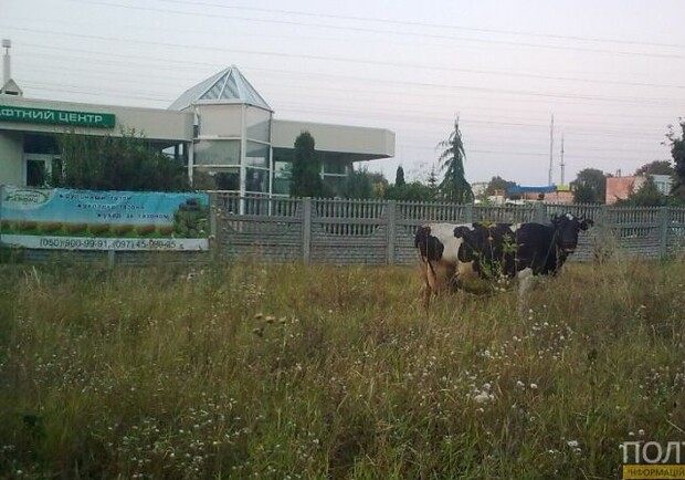 Новость - События - Фотофакт: по Полтаве бегает корова