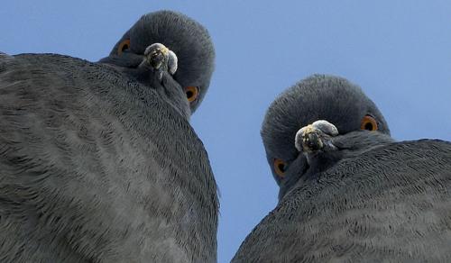 Новость - События - На Полтавщине появится памятник голубям