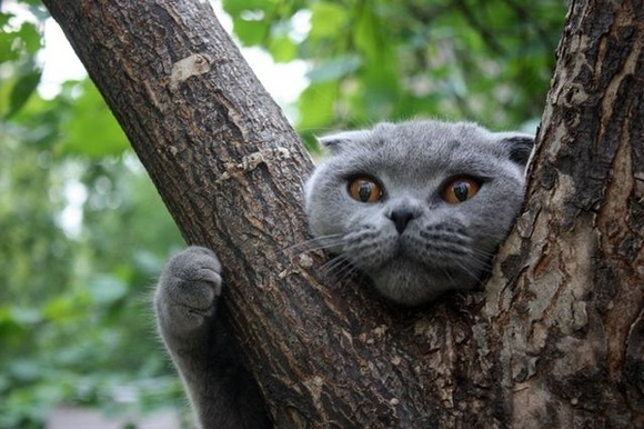Новость - События - Смотри: в Кременчуге кот просидел на дереве двое суток