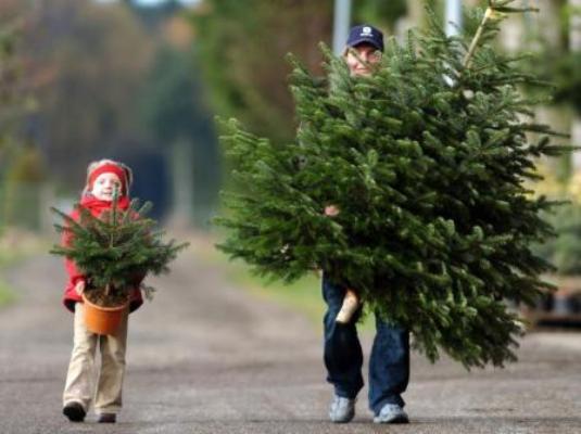 Новость - События - Новогодние елки в Полтаве: узнай почем