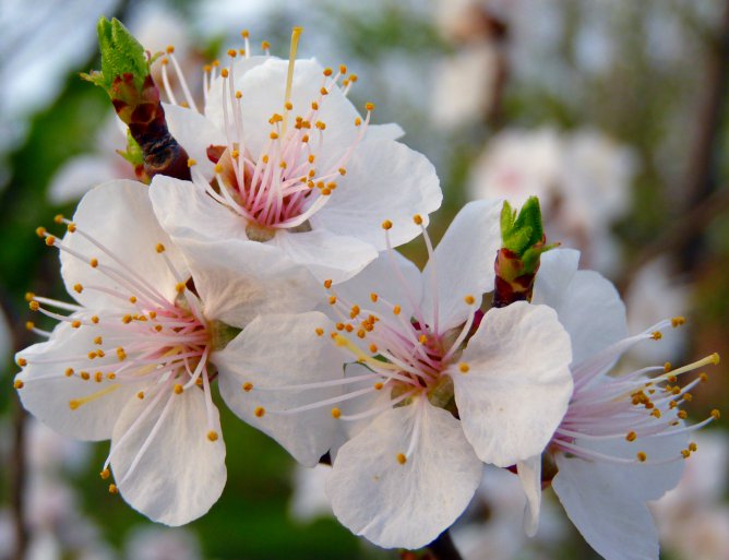 Новость - События - Пахнет весной: в Полтаве зацвели абрикосы
