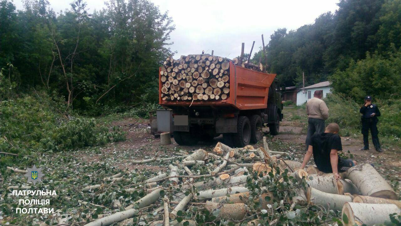Новость - События - Поймали на горячем: в Полтаве незаконно выпиливали деревья