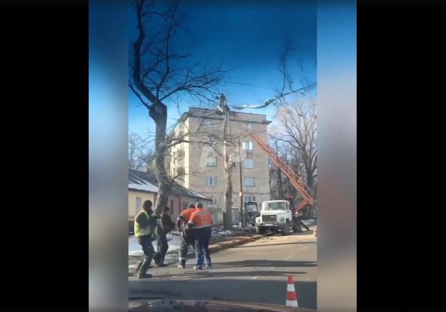 В Полтаве коммунальщики завалили дерево на свою машину