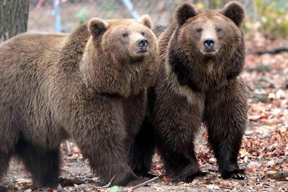 Виспались: ведмежий притулок біля Львова відкриває туристичний сезон
