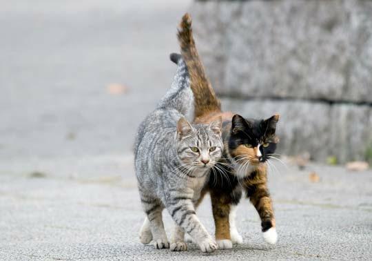 Новость - События - Решили в горсовете: уличных котов признали частью экосистемы Полтавы