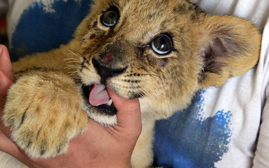 Живая игрушка: харьковчанам предлагают арендовать львенка, крокодила и питона