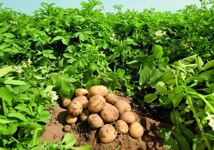 Сади бульбу: на Львівщині вироблятимуть біоупаковку з овочів