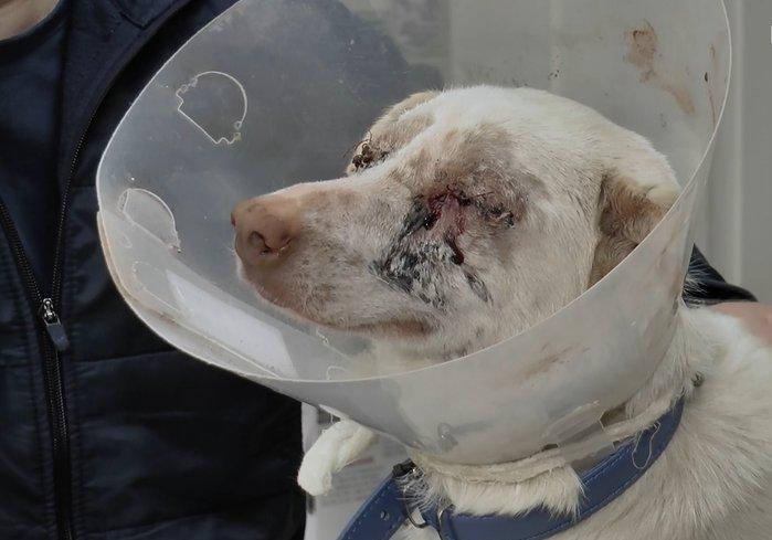 Эту собаку нашли с выбитыми зубами и глазами в мусорном баке