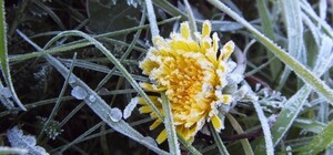 Не прячь одеяло: харьковчан предупреждают о сильном ветре и заморозках