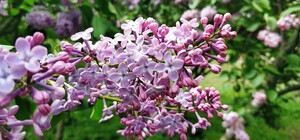 Цвет настроения - сиреневый: что ждет киевлян после открытия парков