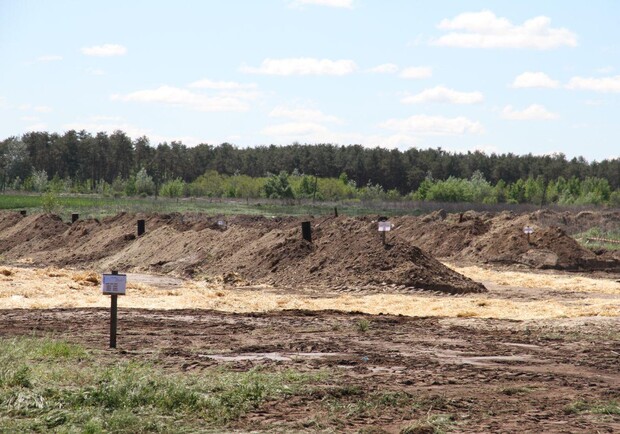 На Полтавщине 600 тыс кур закопали в ямы под селом