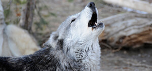 В Одесскую область вернулись волки: стая шакалов напала на ферму