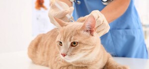 В Голосеевском районе бесплатно прививают животных от бешенства: адреса