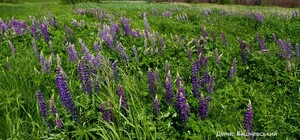 Спустя месяц после пожаров: как сейчас выглядит природа в Чернобыльской зоне