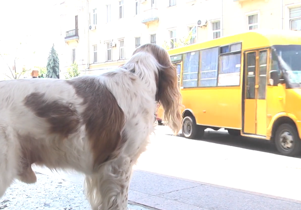 В Полтаве пес сам ездит в троллейбусе и ходит по магазинам