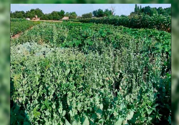 Житель Полтавской области у себя на огороде вырастил более 2 тыс растений мака