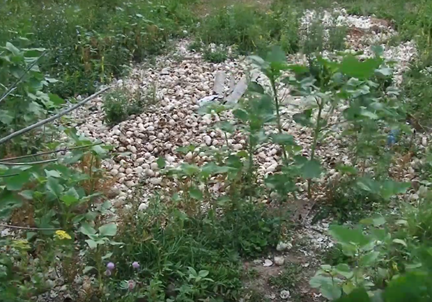 В кустах под Полтавой кто-то выбросил кучу куриных яиц