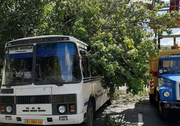 В Полтаве дерево упало на автобус. Фото: Полтавщина