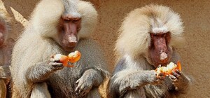 По Одессе бегали обезьяны: их ловила полиция и спасатели 