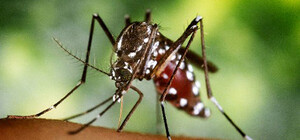 Плавал в тропические страны: под Одессой от малярии умер моряк