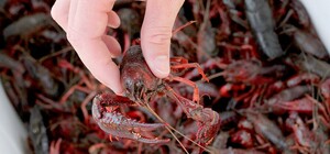 В Запорожье запретят вылов раков: узнай, когда