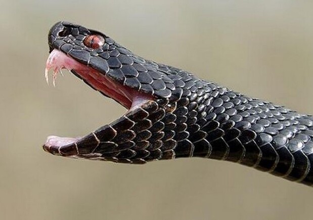 На Полтавщине змея укусила женщину. Фото: glas.ru