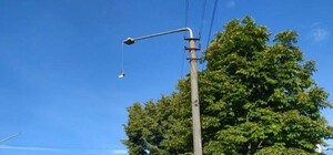 Врятувати голуба: у Дрогобичі надзвичайники провели нестандартну операцію