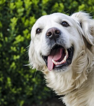 Знакомые, гостиница или няня: кому отдать животное перед отъездом