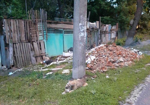 В Полтаве распустили собачий приют / Фото: Полтавщина