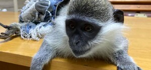 Без воды и еды: на Приморском бульваре у предпринимателя забрали мартышек 