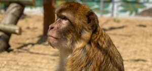 Полюбуйся: в экопарке под Полтавой родилась обезьянка