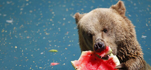 Успей посмотреть: в столичном зоопарке началась арбузная неделя