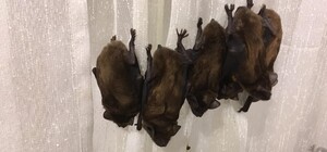 Оставили на проветривание: квартиру в центре Харькова заполонили 100 летучих мышей