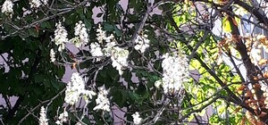 Фотофакт: в начале сентября в Харькове зацвели каштаны