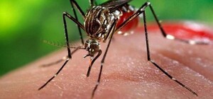 Высокая температура и ломота в теле: на Полтавщине мужчина заболел лихорадкой Западного Нила