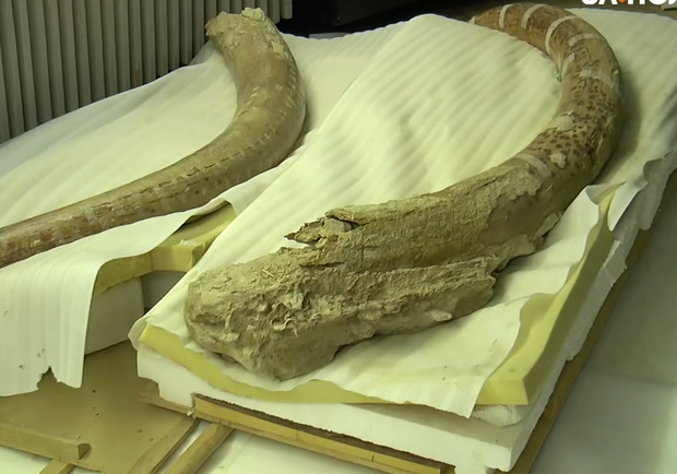 В Полтавской области раскопали кости мамонта