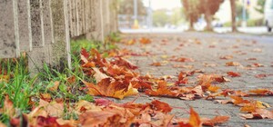 Беріть приклад: тонни листя з львівських вулиць переробляють у компост