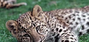 Сегодня в ялтинском зоопарке родился  маленький леопард 