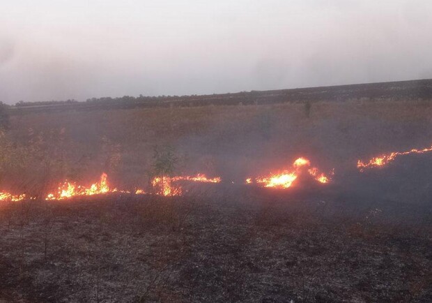 Под Полтавой сгорело 50 гектаров кукурузного поля