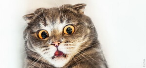 Сдали нервы: в приемную одной из партий ворвалась разъяренная глава комиссии с дочерью