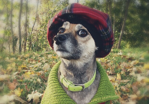 Запорожанка устроила собакам модную фотосессию. Фото: fb Яна Самура