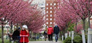 Хай їм грець: на Сихові гризуни перетрощили десять сакур
