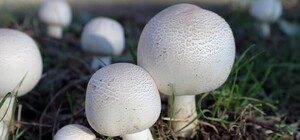 Терминатор Т-1000: украинские инженеры создали робота, который собирает грибы