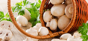 До чого техніка дійшла: львів'яни створили робота для збору грибів