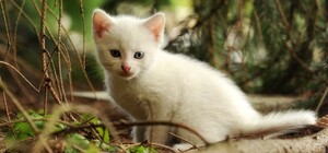 Отрубили лапы и вспороли живот: в Днепре неизвестные убили котенка (фото 18+)