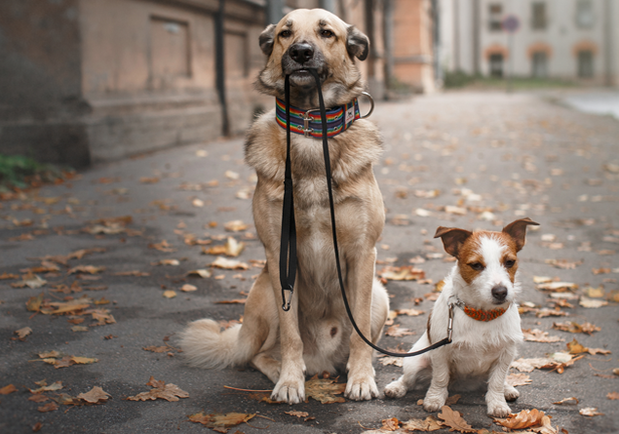 В Полтаве готовят площадку для выгула домашних животных. Фото:https://dogtricks.ru/
