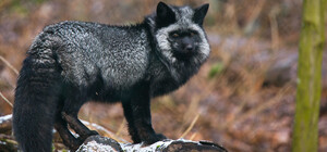 Приходь подивитися: львівські волонтери викупили з хутряної ферми 13 чорнобурок