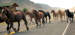 В Одесской области автомобиль столкнулся с лошадью: есть погибшие