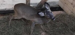 Особливий мешканець: в львівському притулку оселився незрячий дикий козлик